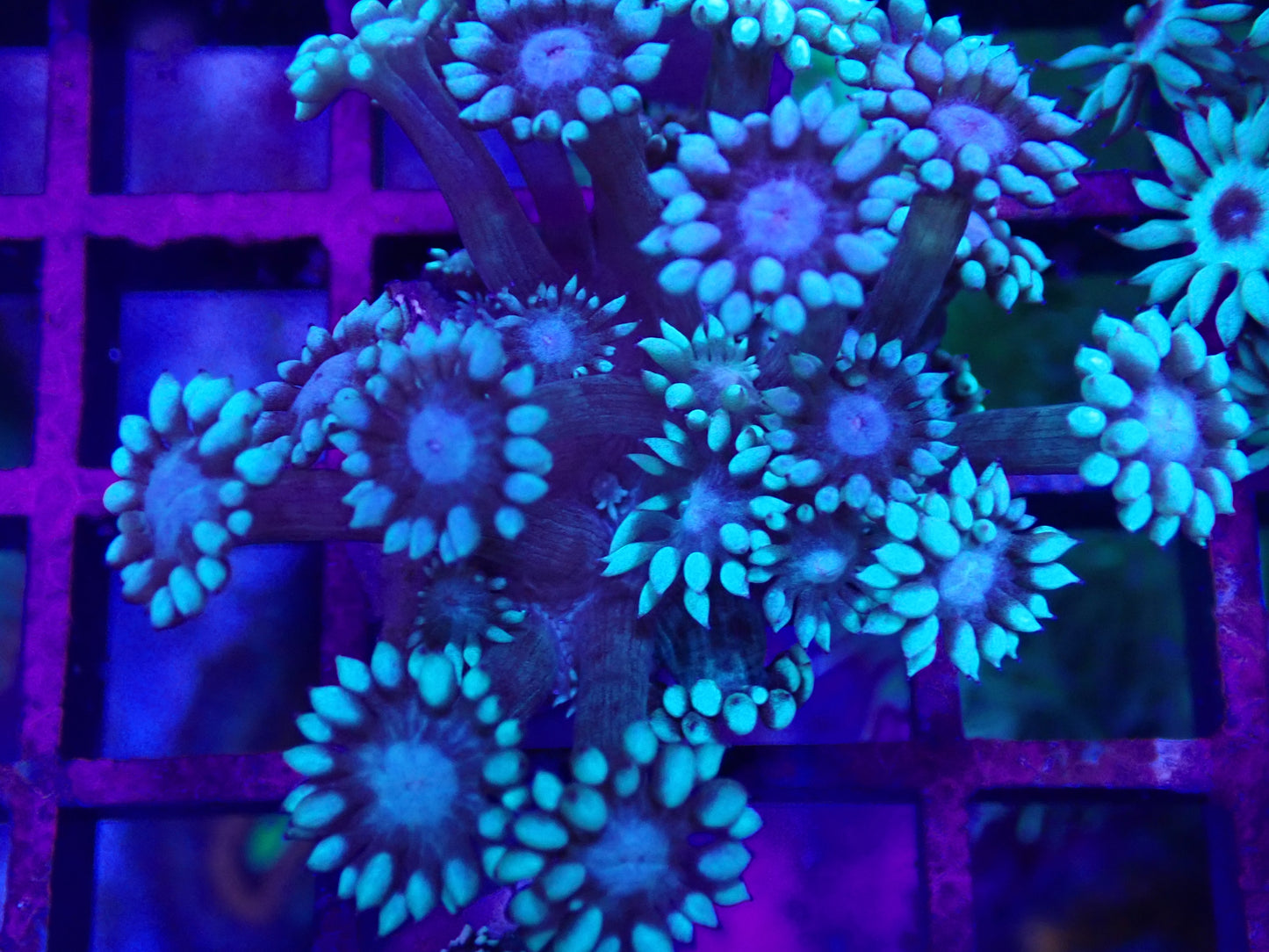Blue & Mint goni