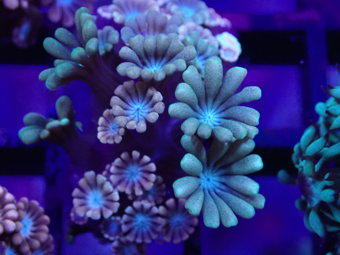 Multicolour Alveopora - Amazing!!