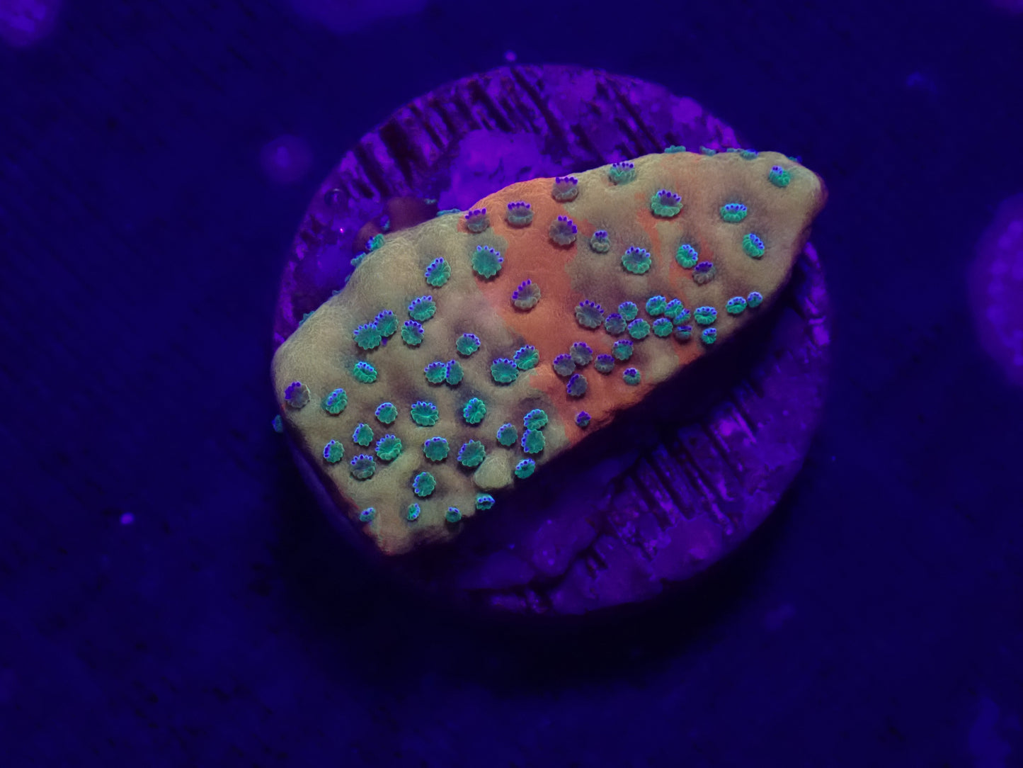 CDU Prismatic Montipora WYSI