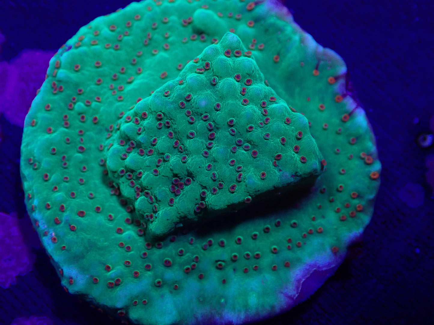Chili Pepper Montipora