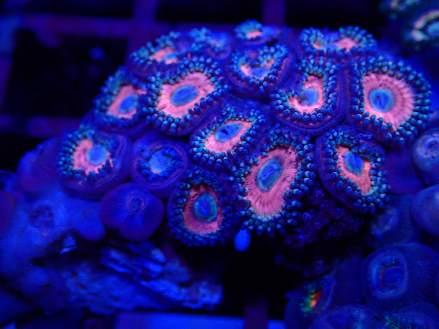 Pink Zoa Mini Colony (7cm)