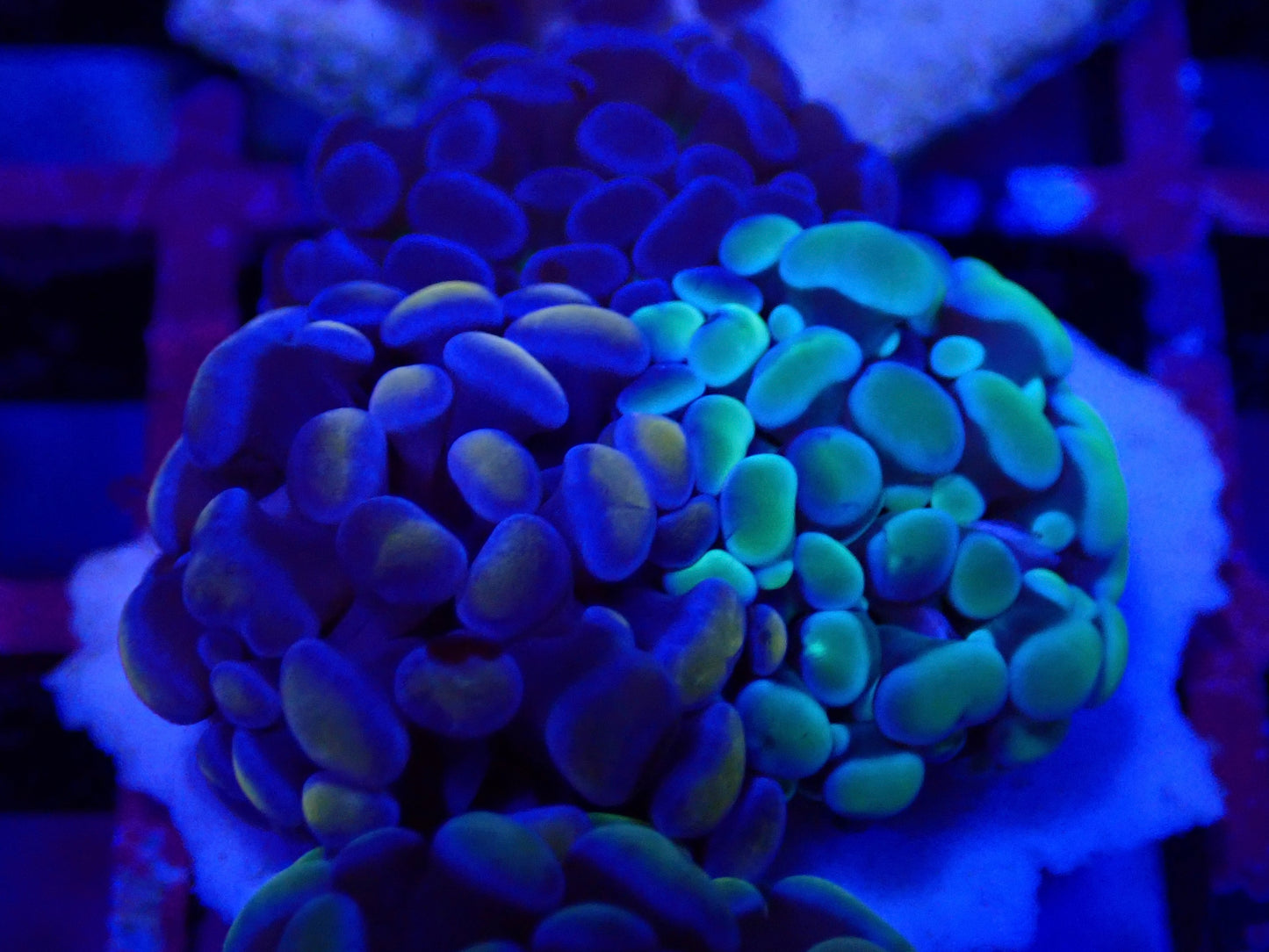 Frogspawn Garden WYSI