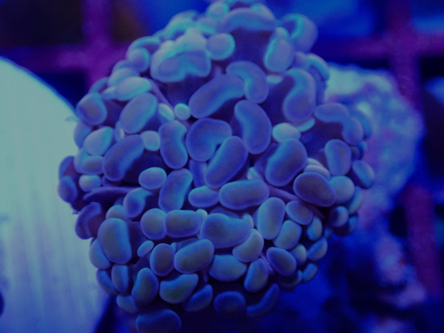 Pearl Frogspawn WYSI