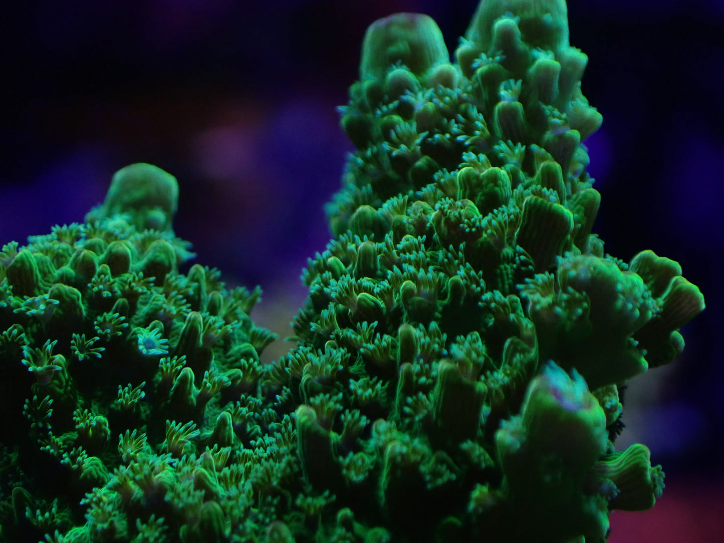 Electric Lime Acropora