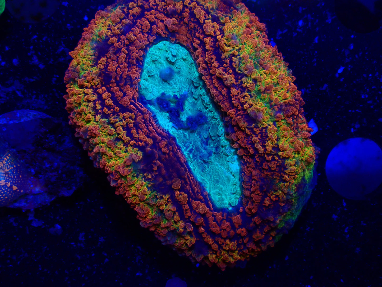 Rainbow Lobo (small)