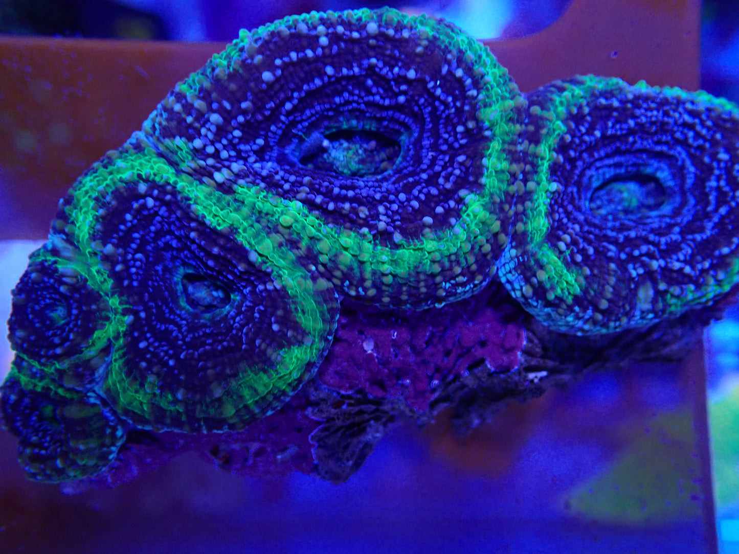 UFO Bowerbankii wysi