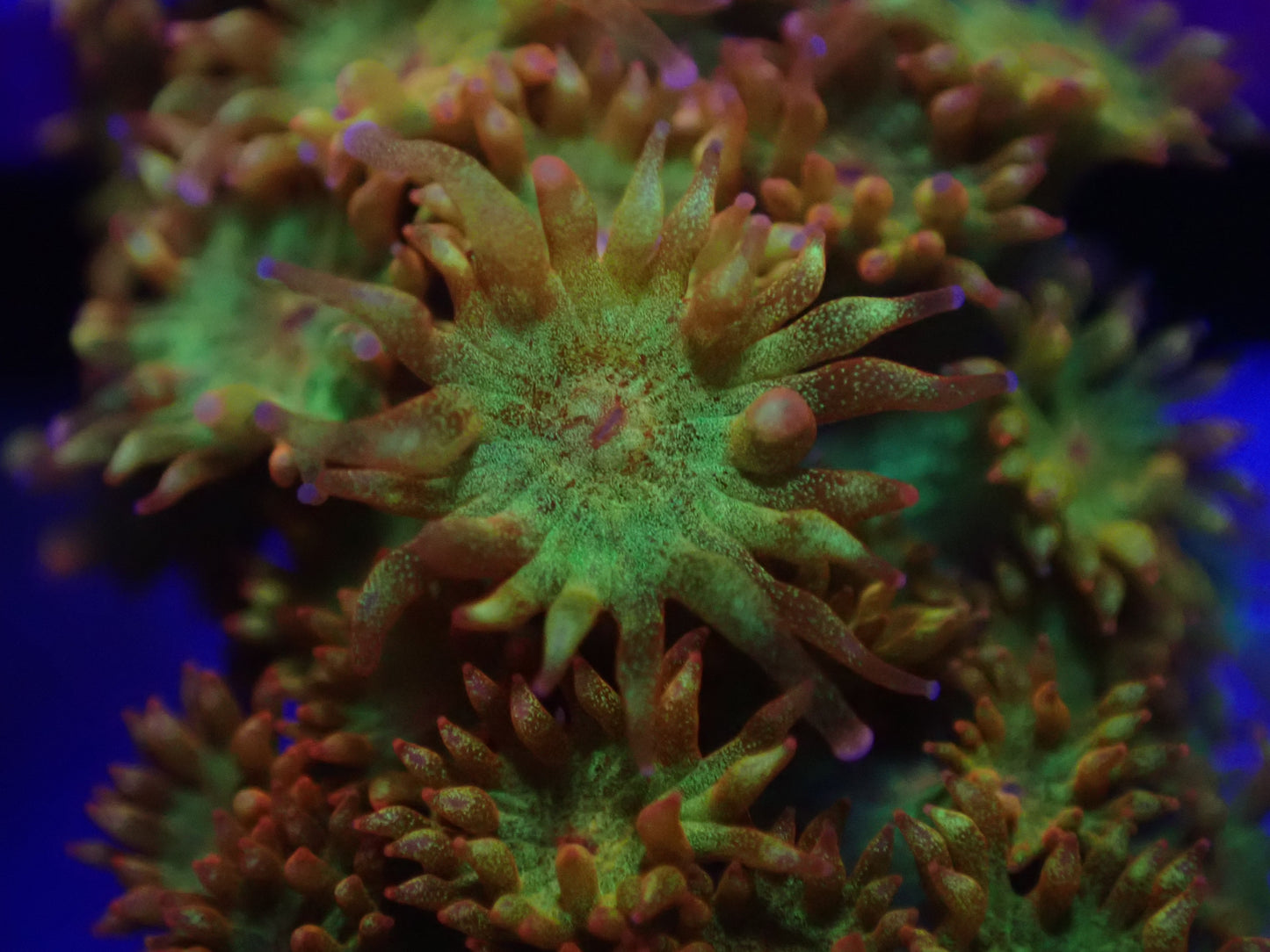 Orange Bernardpora