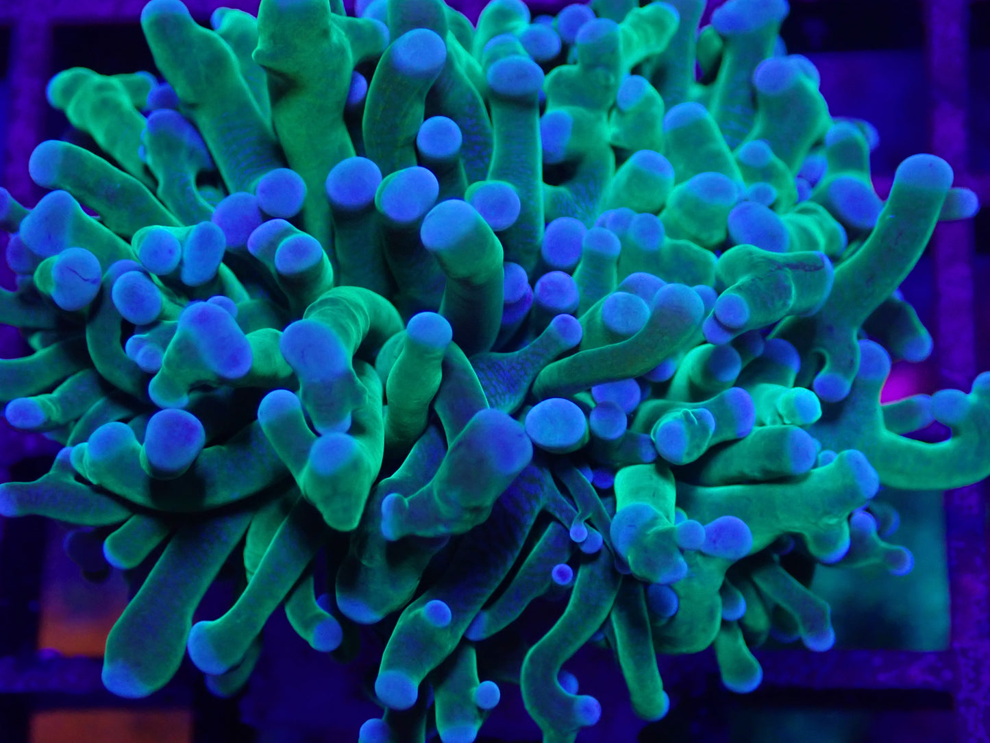 Green Torch (single head)