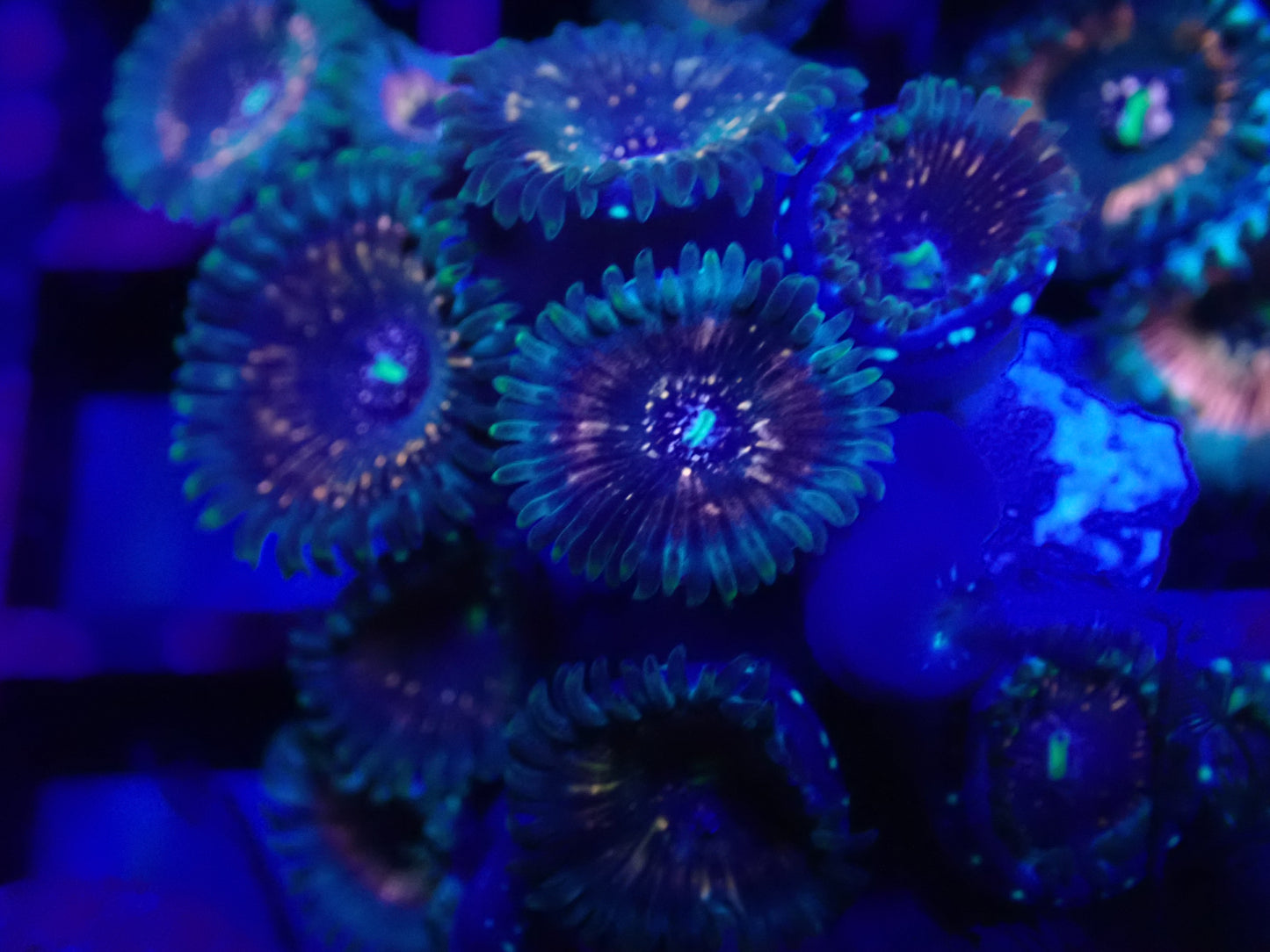 WYSI Wild Zoa Rock