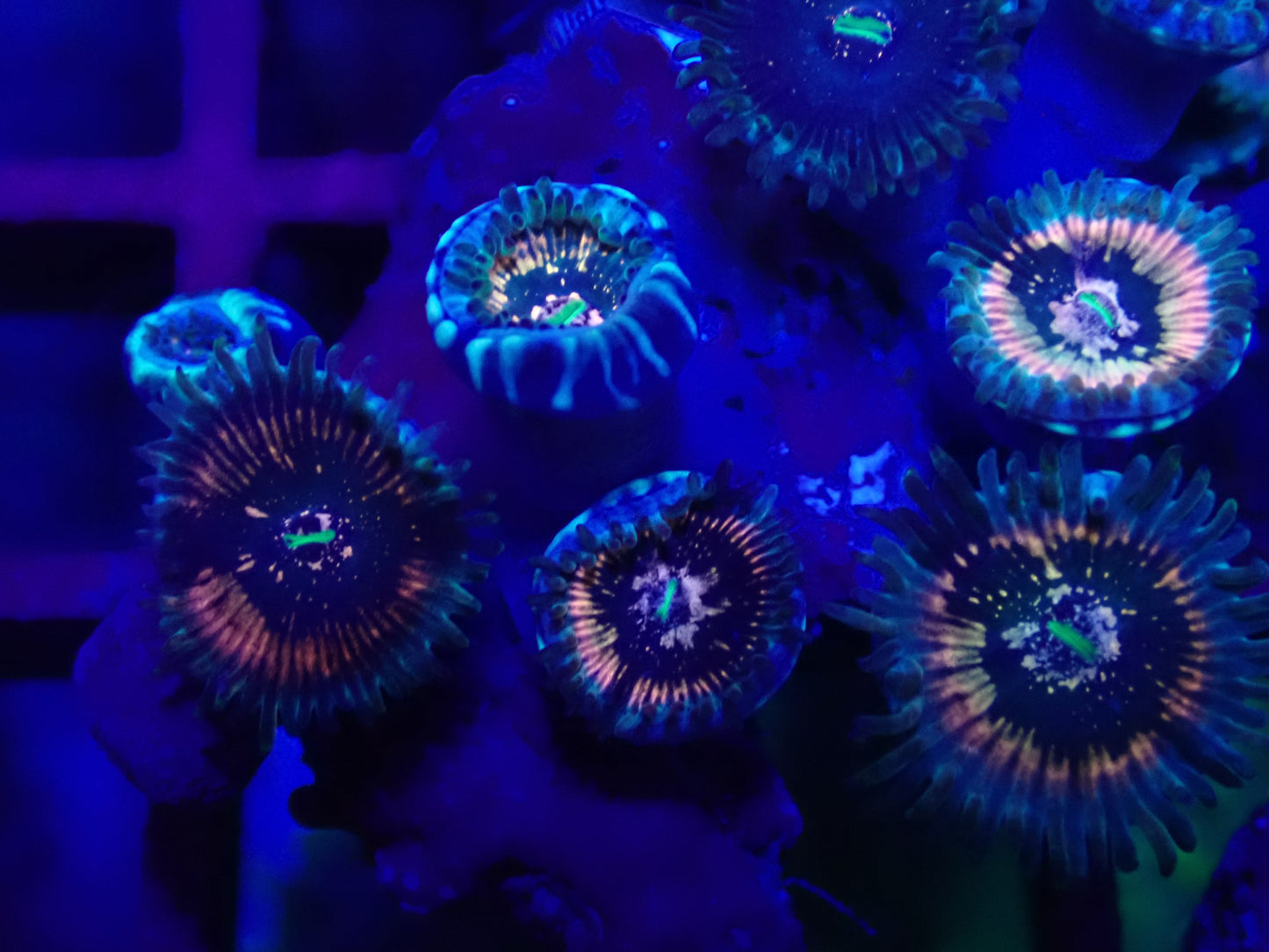 WYSI Wild Zoa Rock