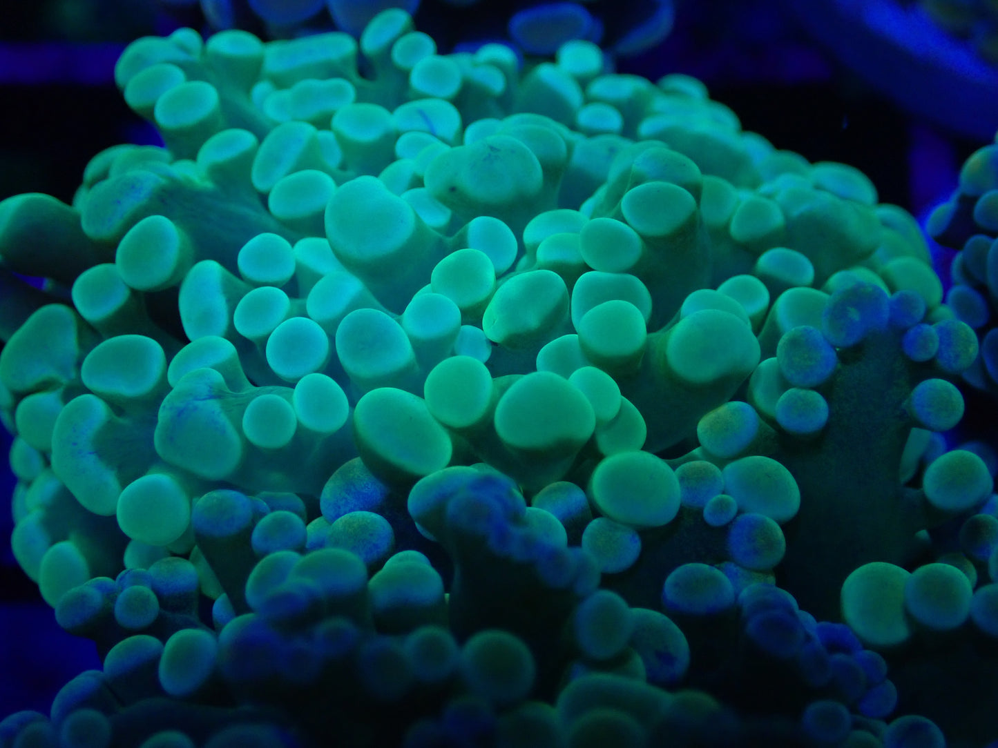 WYSI Toxic Frogspawn Frag