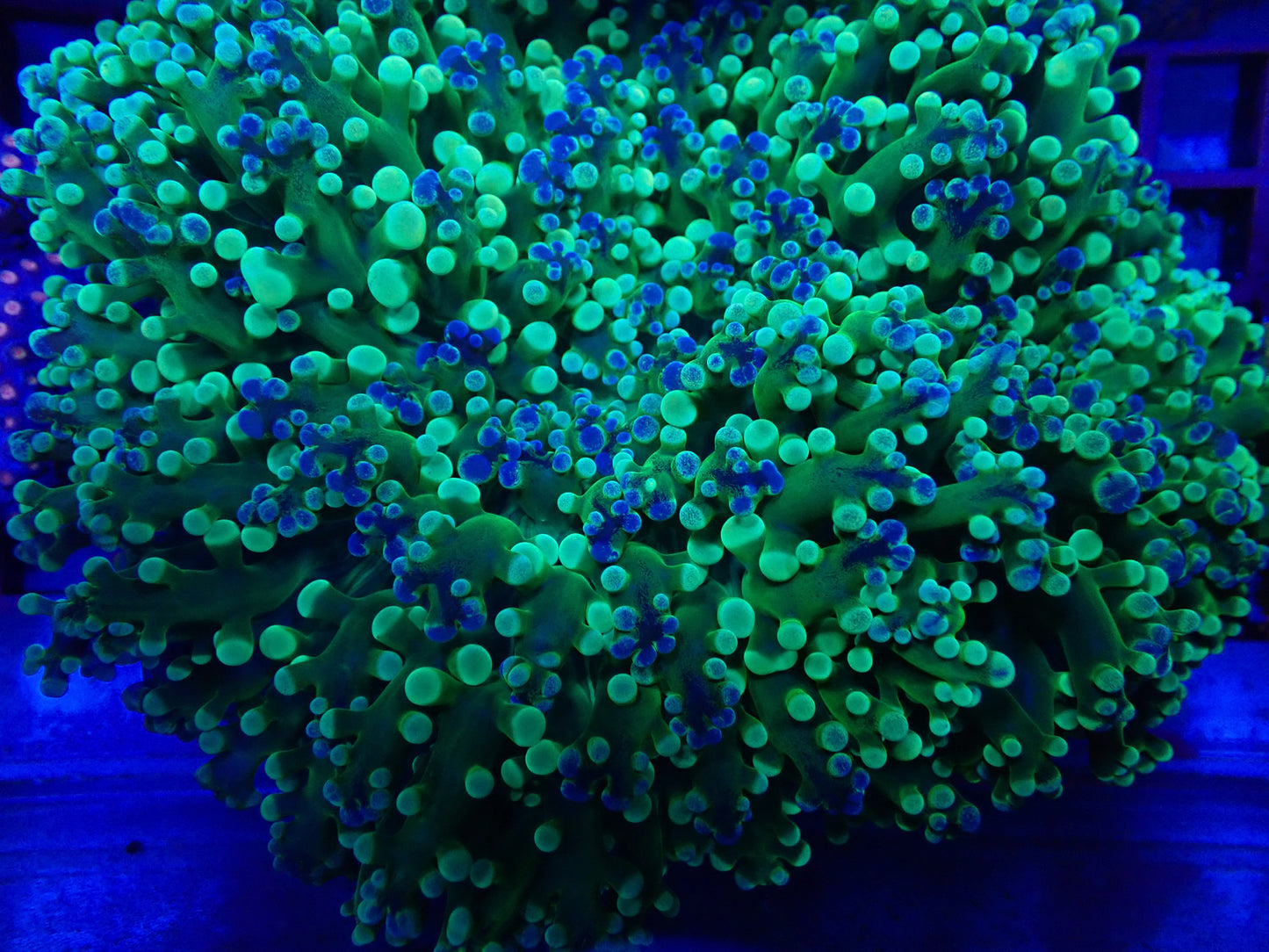 Holy Grail Frogspawn (Incredible)