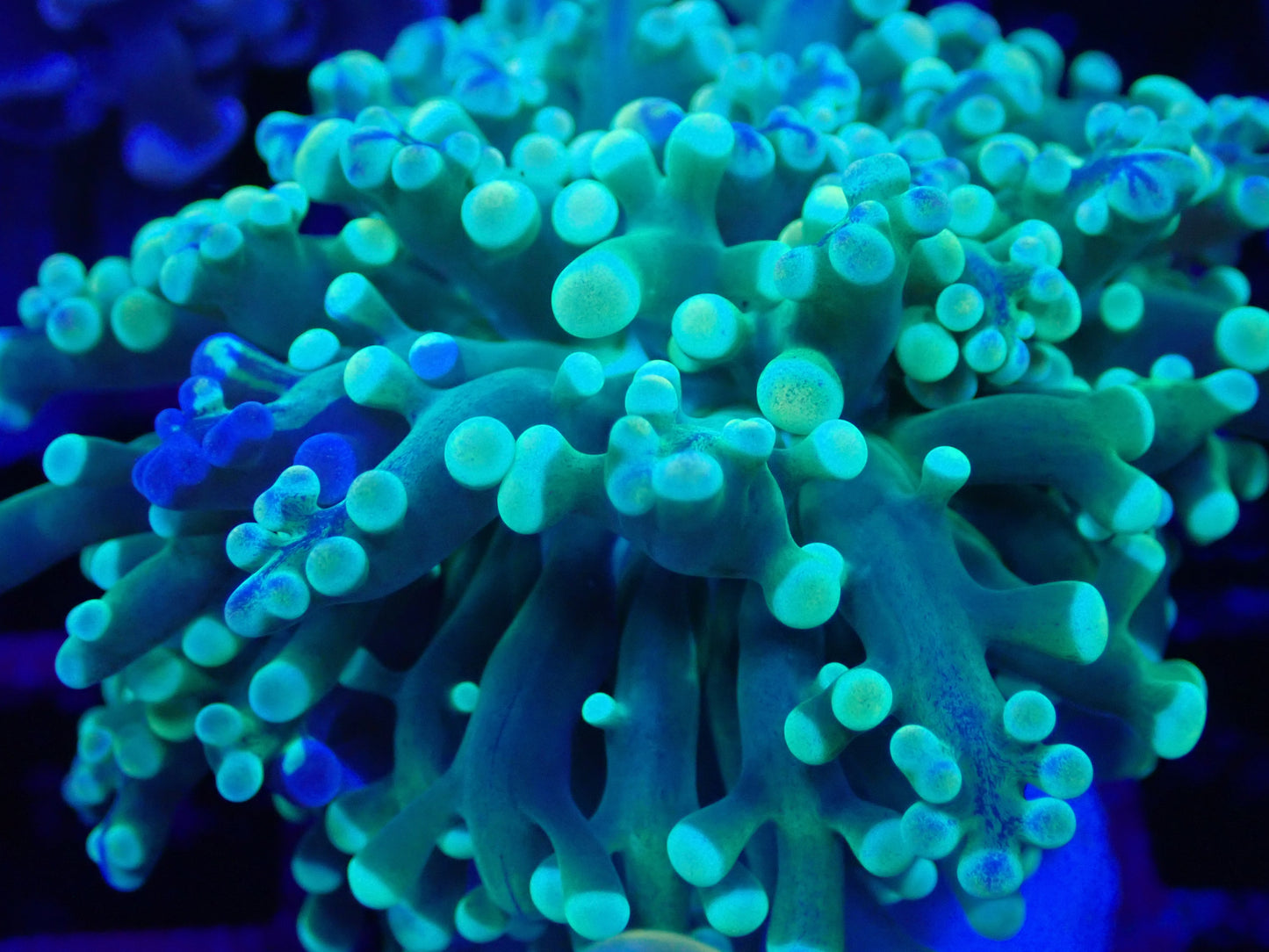 WYSI Holy Grail Frogspawn Frag Unique