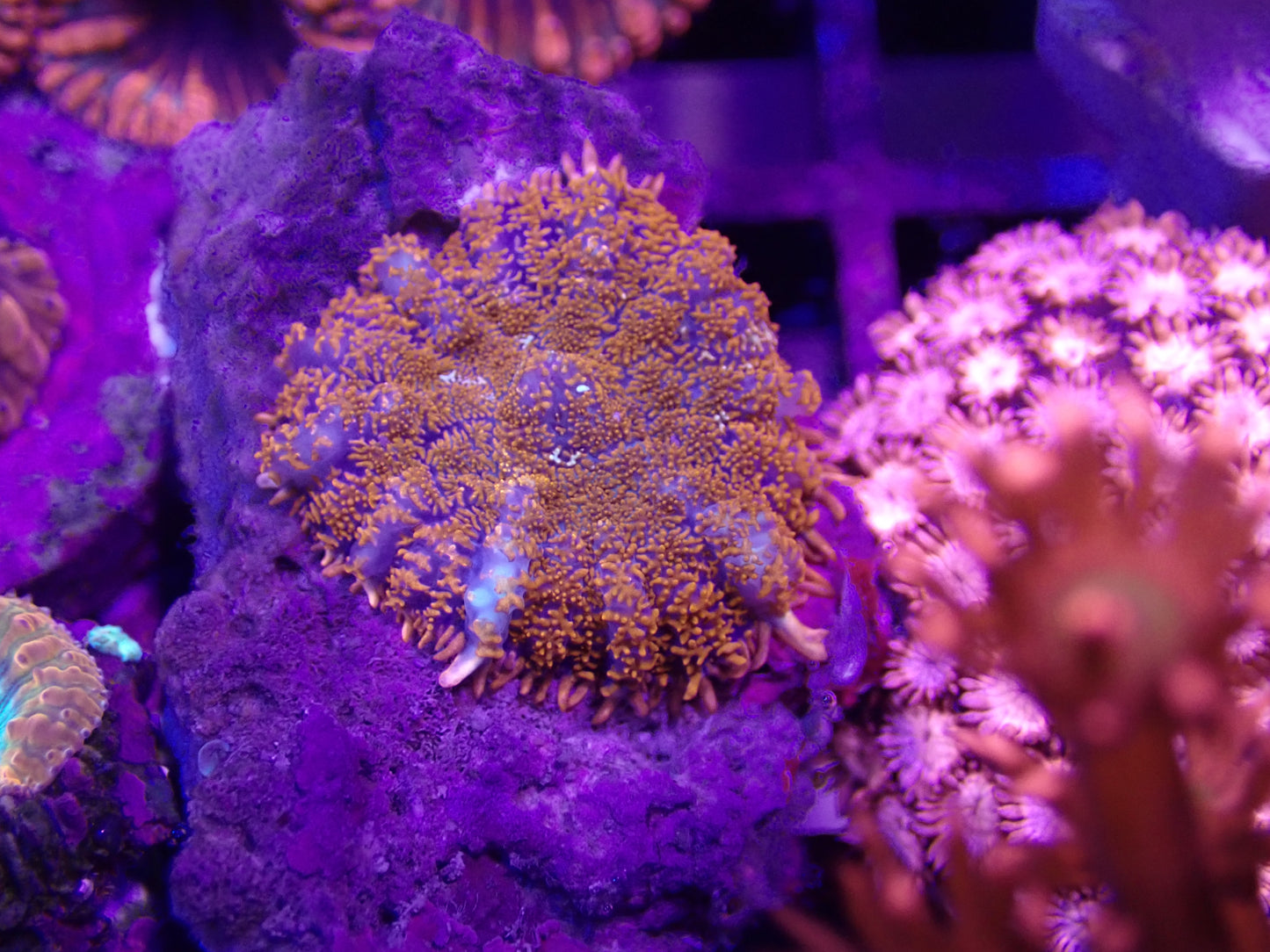 Superman Rhodactis