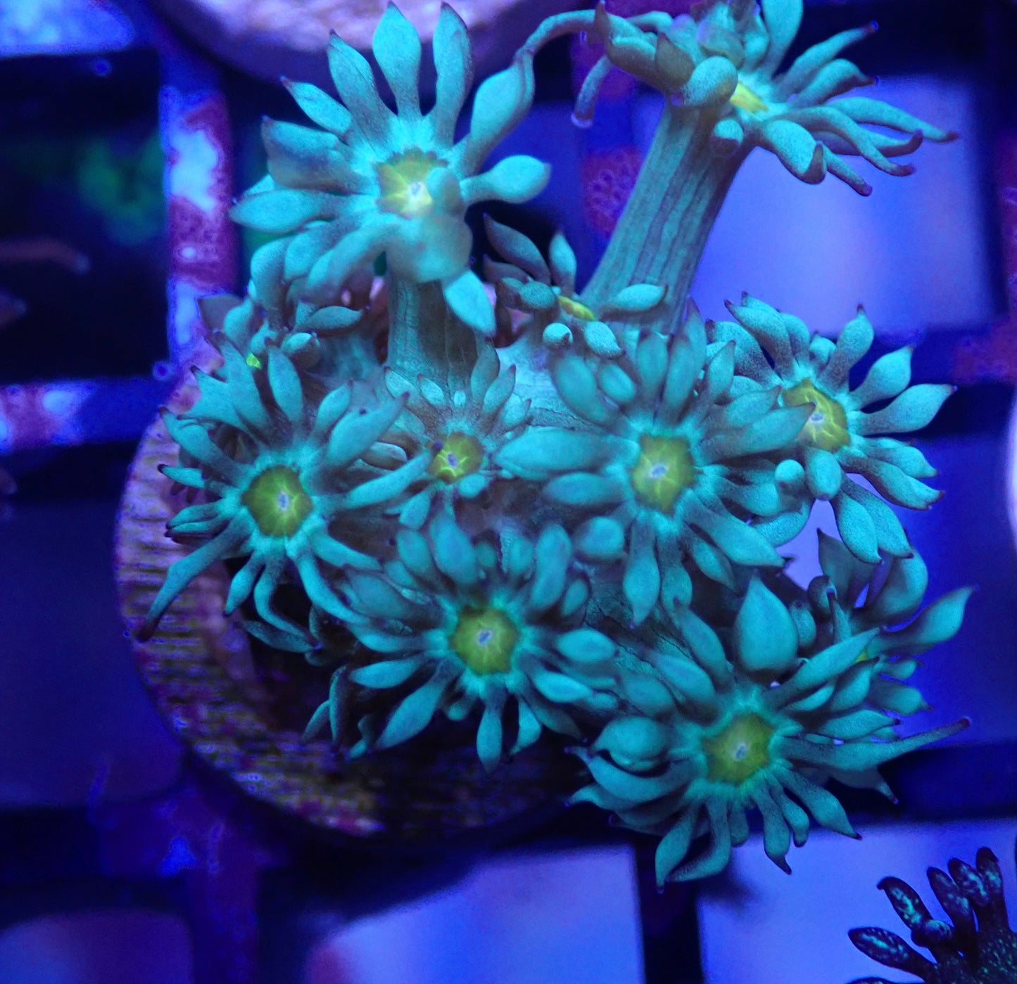 Captive Spawn Gold Eye Mint Goni