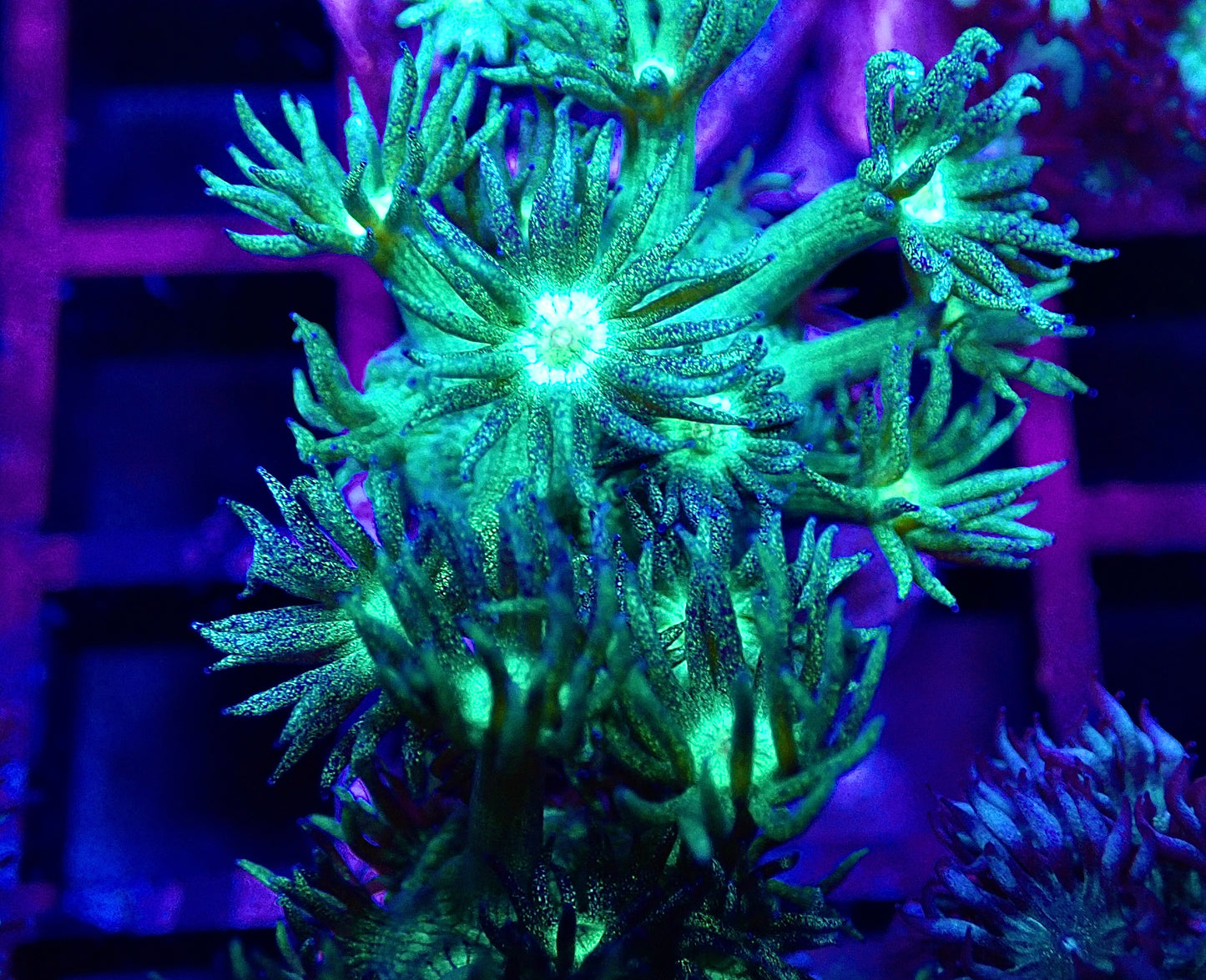 WYSI Toxic Green Glitter Goni