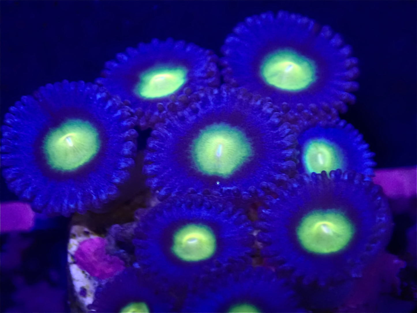 AOI Zoa ( 3 polyp frag )