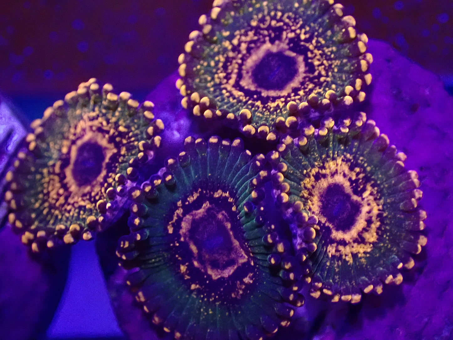 Azz Krakatoa Zoa ( SINGLE POLYP )