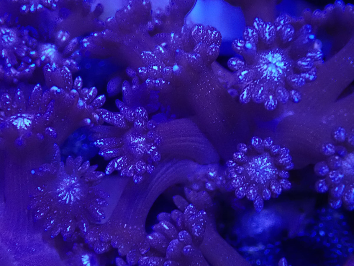 Purple Glitter Goni Frag