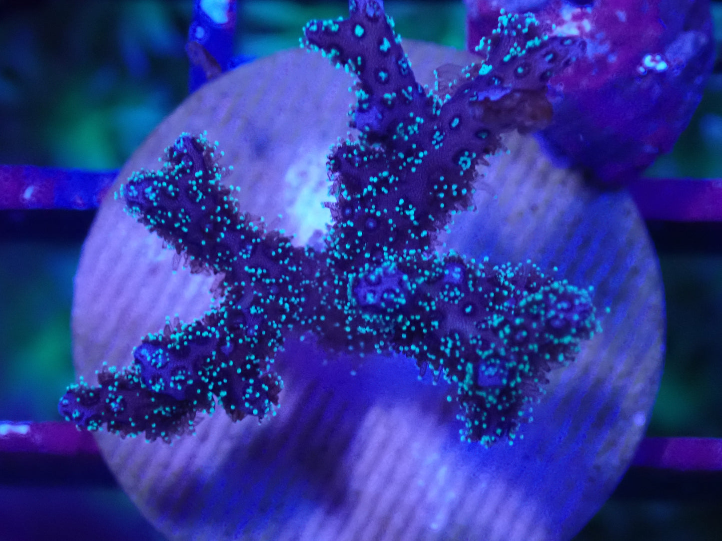 Hystrix Frag (Birdsnest)