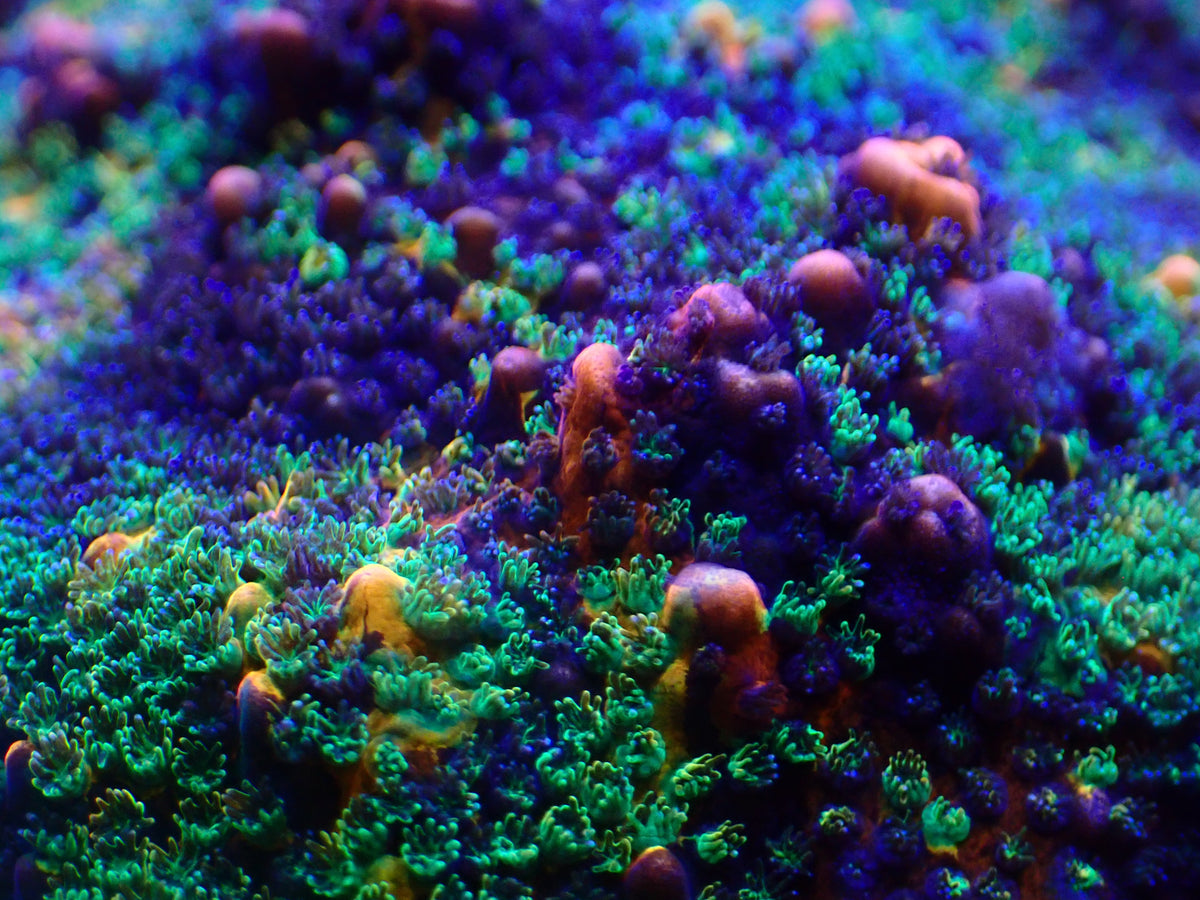 ORA Kaleidoscope Montipora WYSI