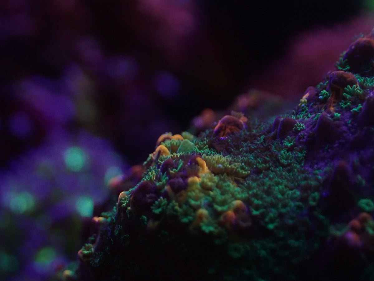 ORA Kaleidoscope Montipora WYSI