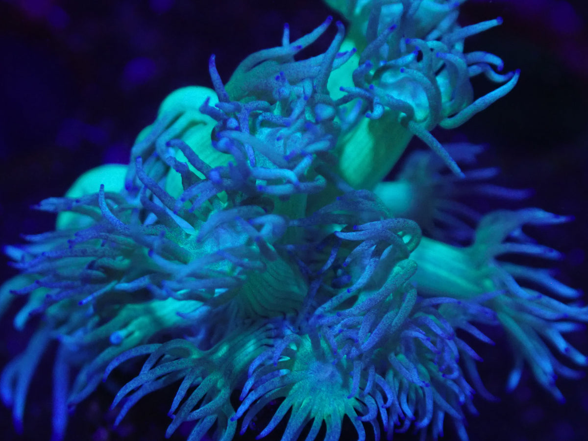 Glowlight Goni