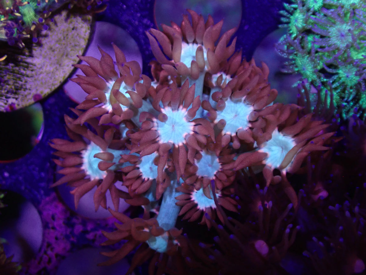 Arctic Flame Goni