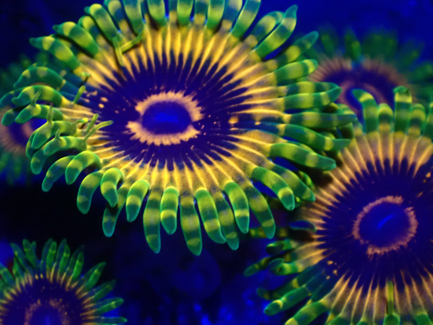 Zoanthid