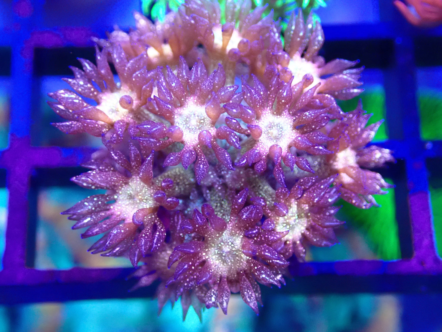 Coral