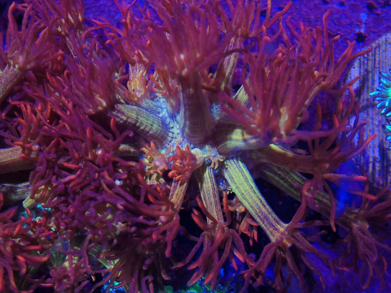 ORA Signature Corals