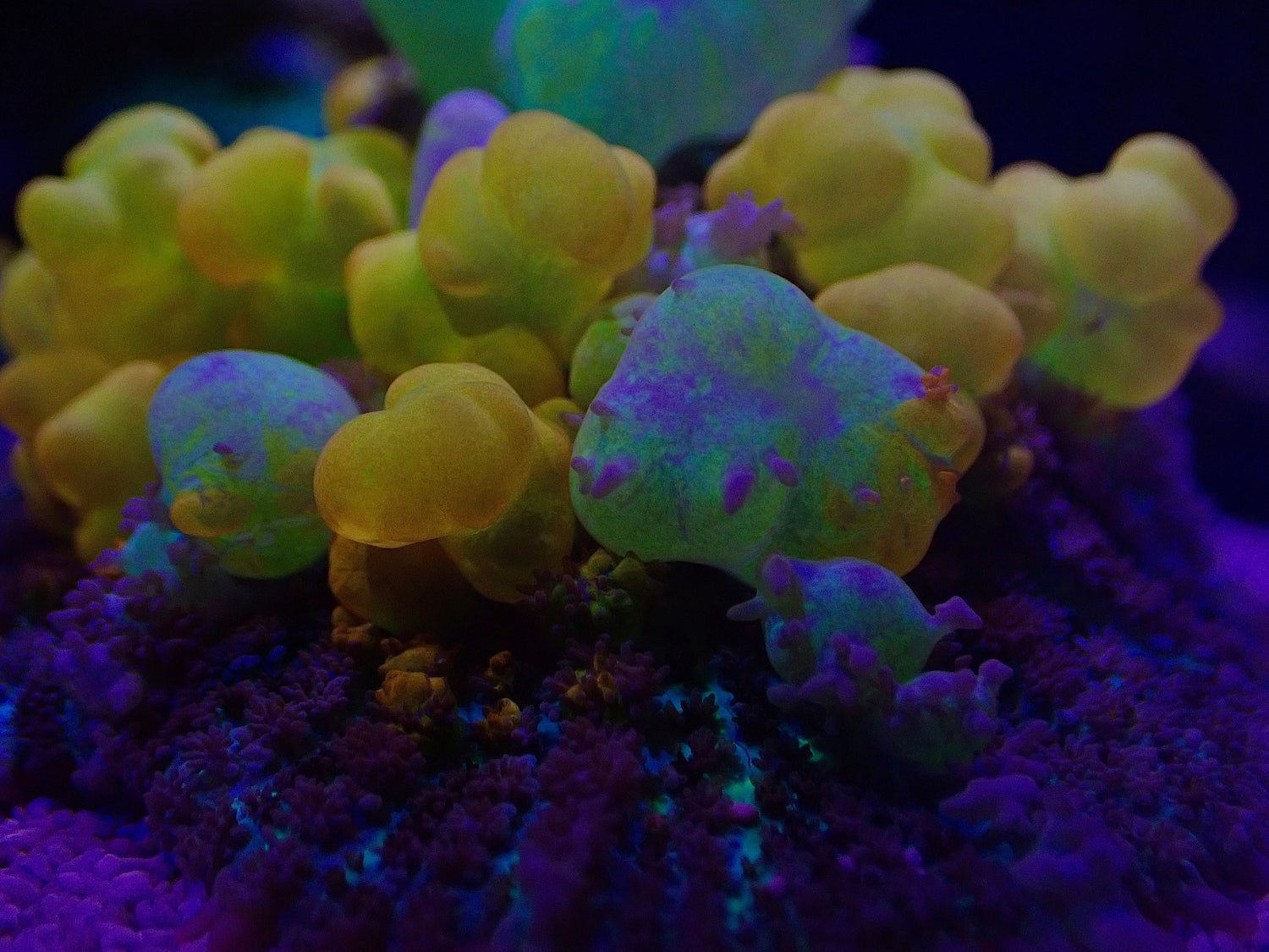 Soft Corals