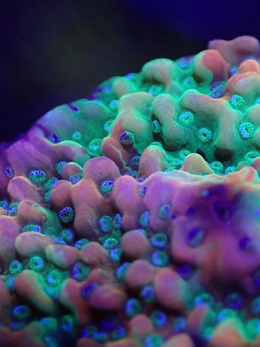 CDU Prismatic Montipora WYSI