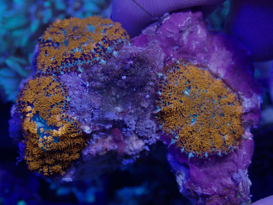 WYSI Superman Rhodactis Rock