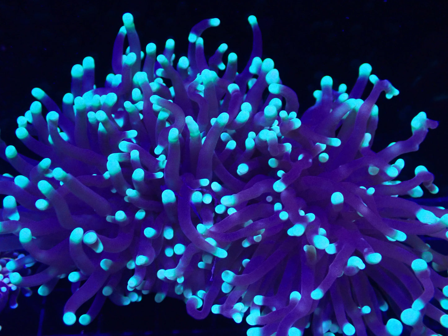Blue Tip Torch 2 heads WYSI