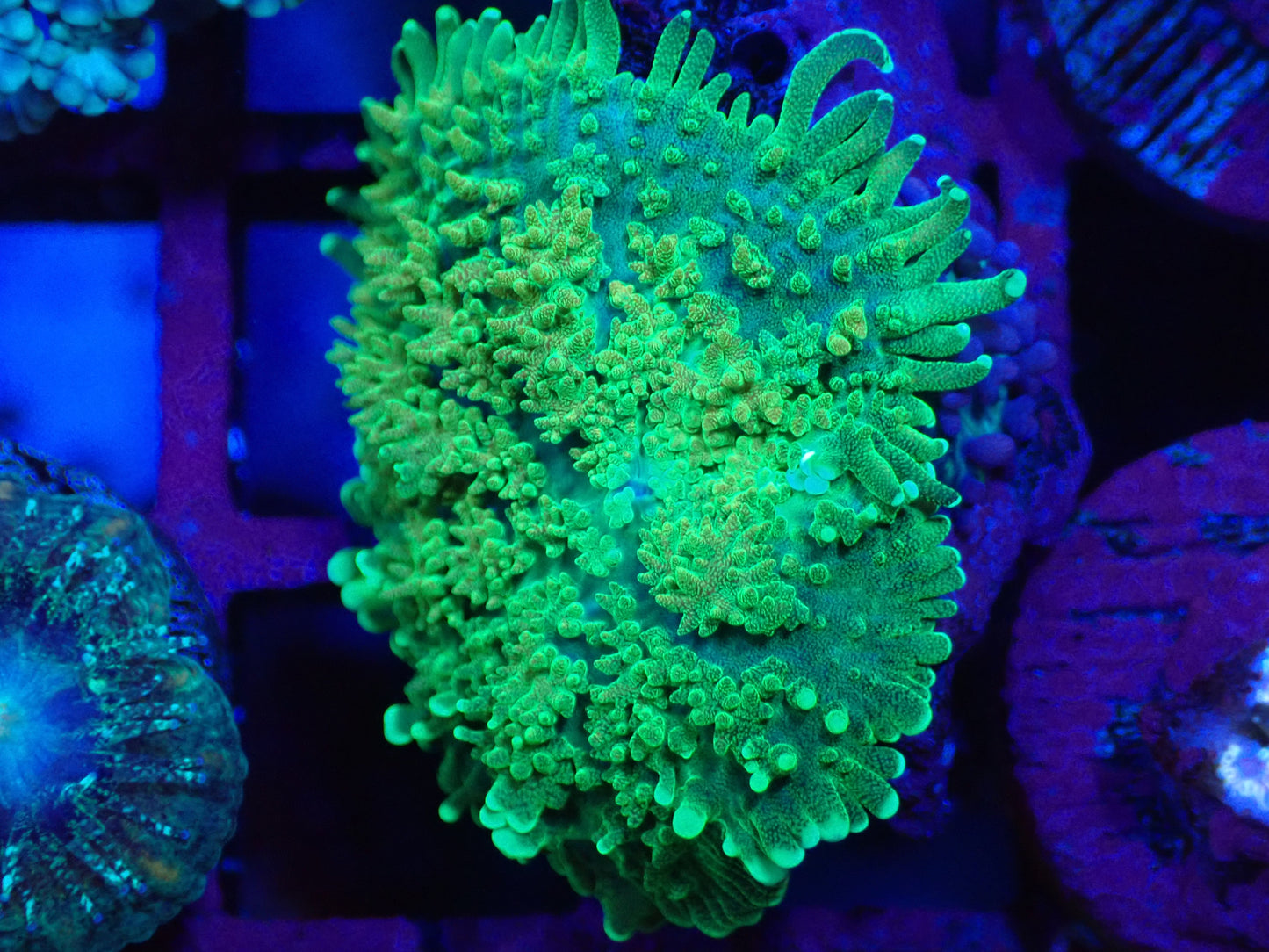 Toxic Morph Unique Rhodactis