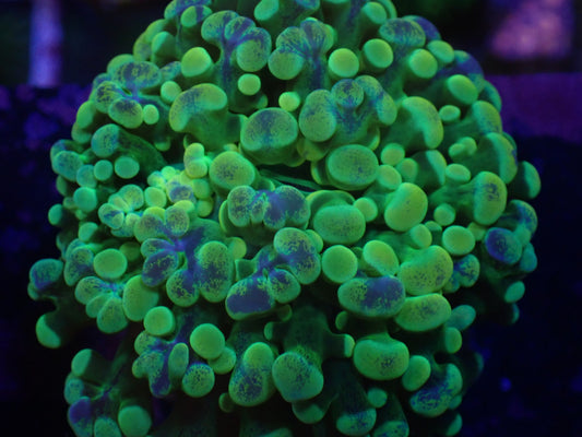 Holy Grail Frogspawn (frag)