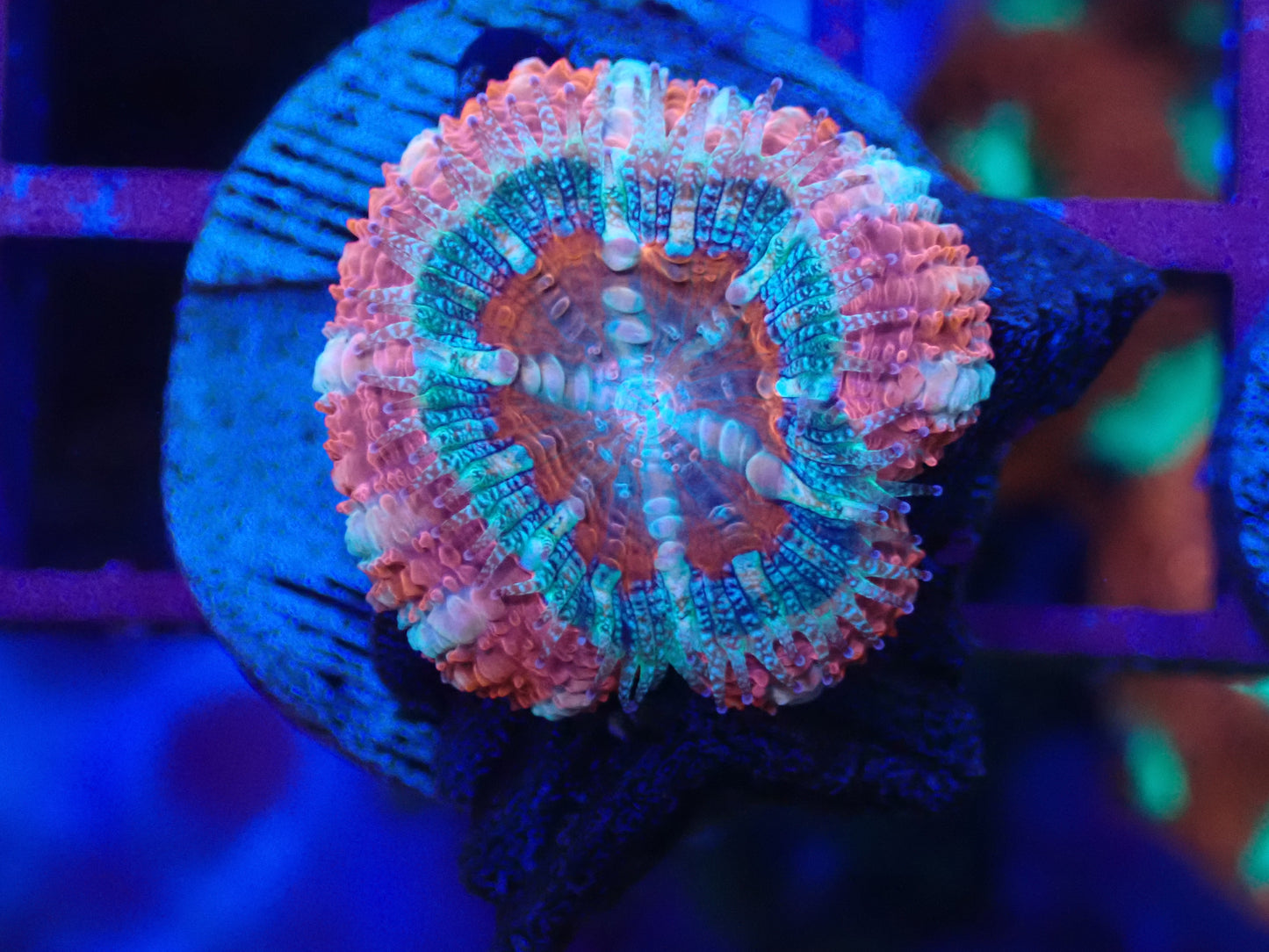 Wysi Captive Acan