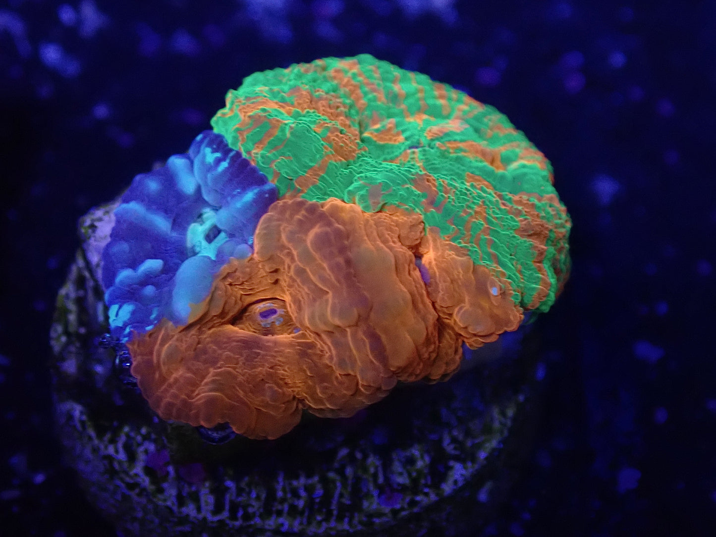 Captive Spawned Scolly Bundle