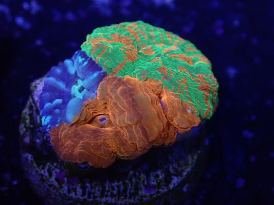 Captive Spawned Scolly Bundle
