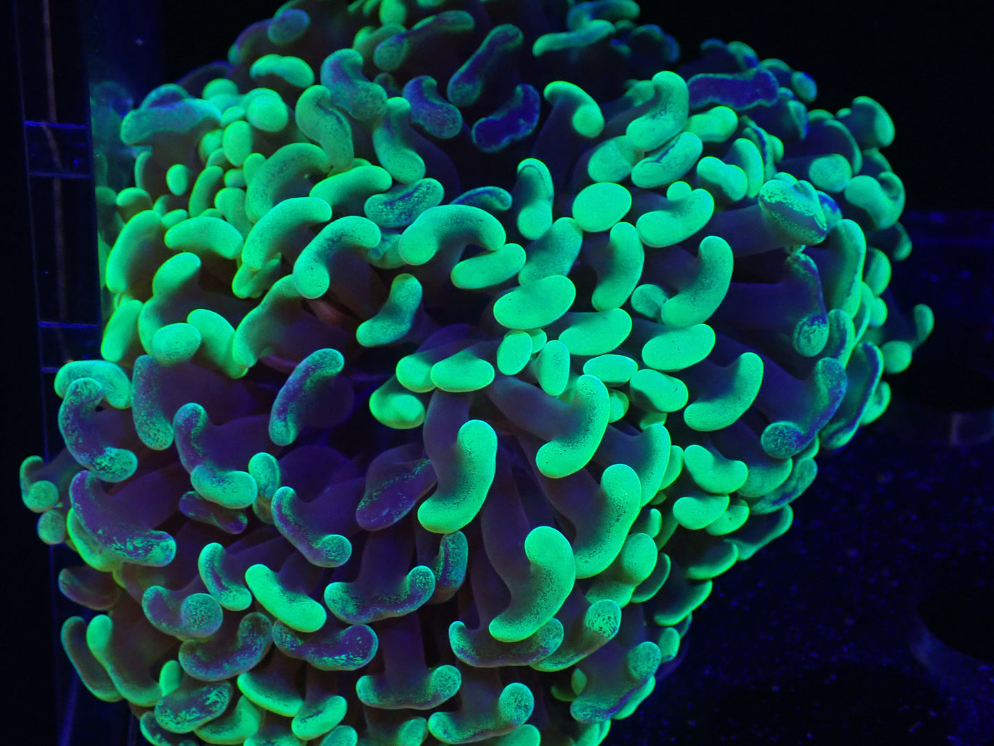 Toxic Green Mottle Hammer