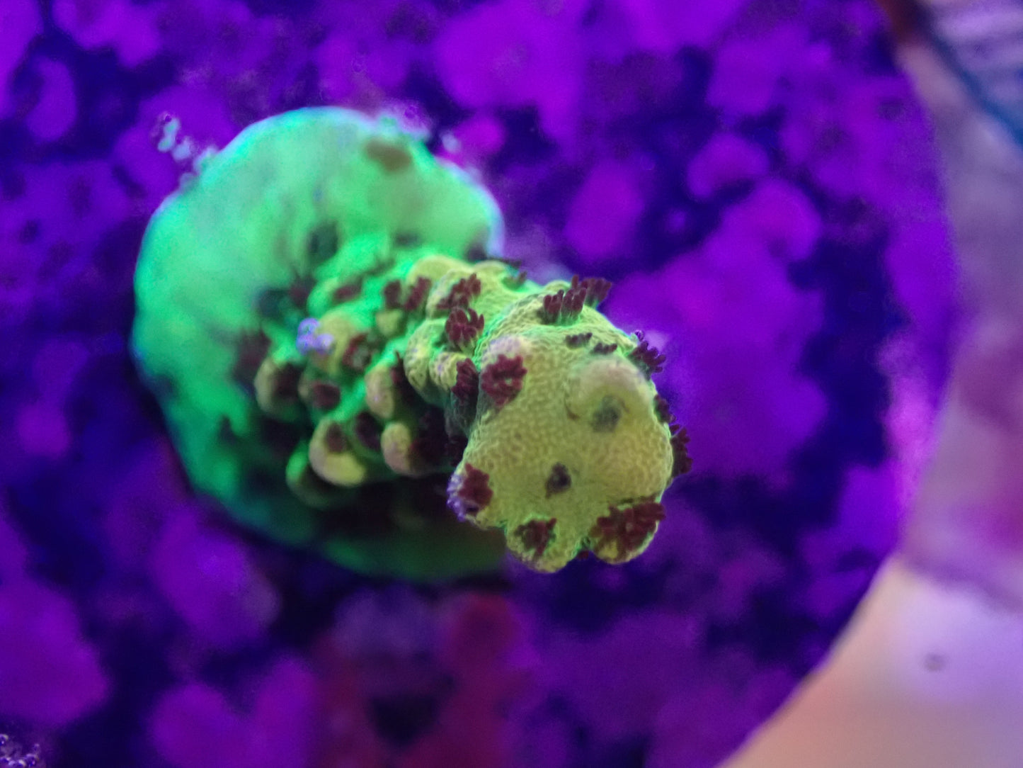 PC Rainbow Acro Frag