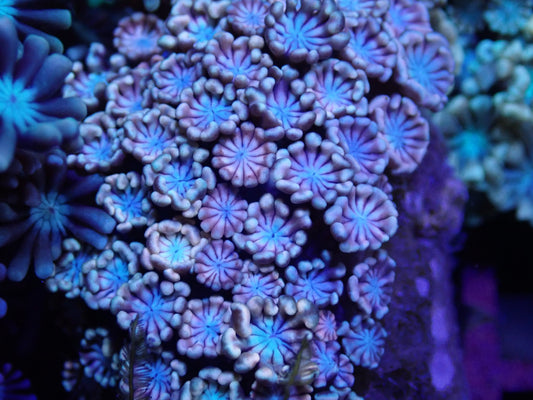 WYSI Blue Pink Alveo