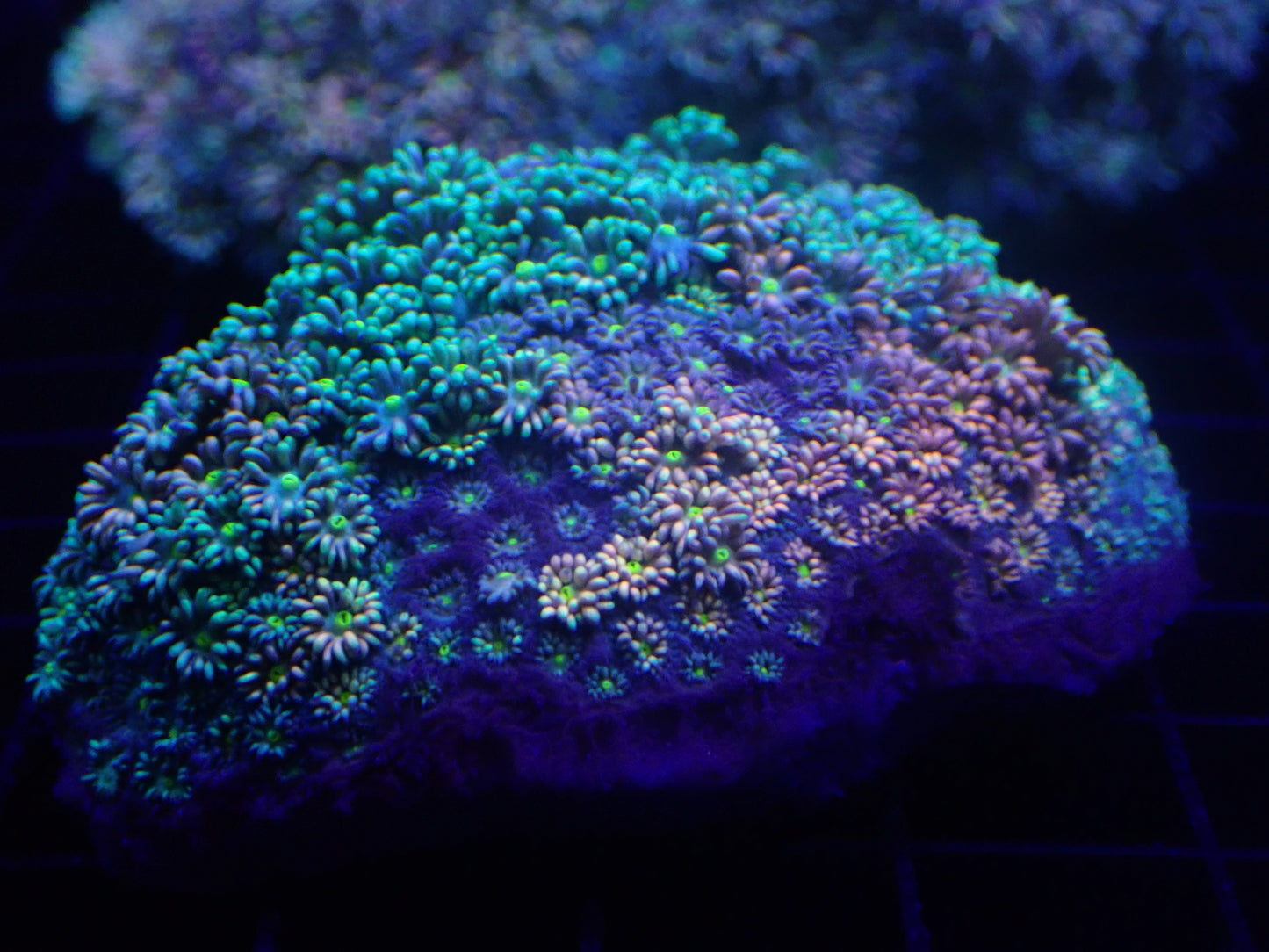 WYSI Rainbow Goni Large