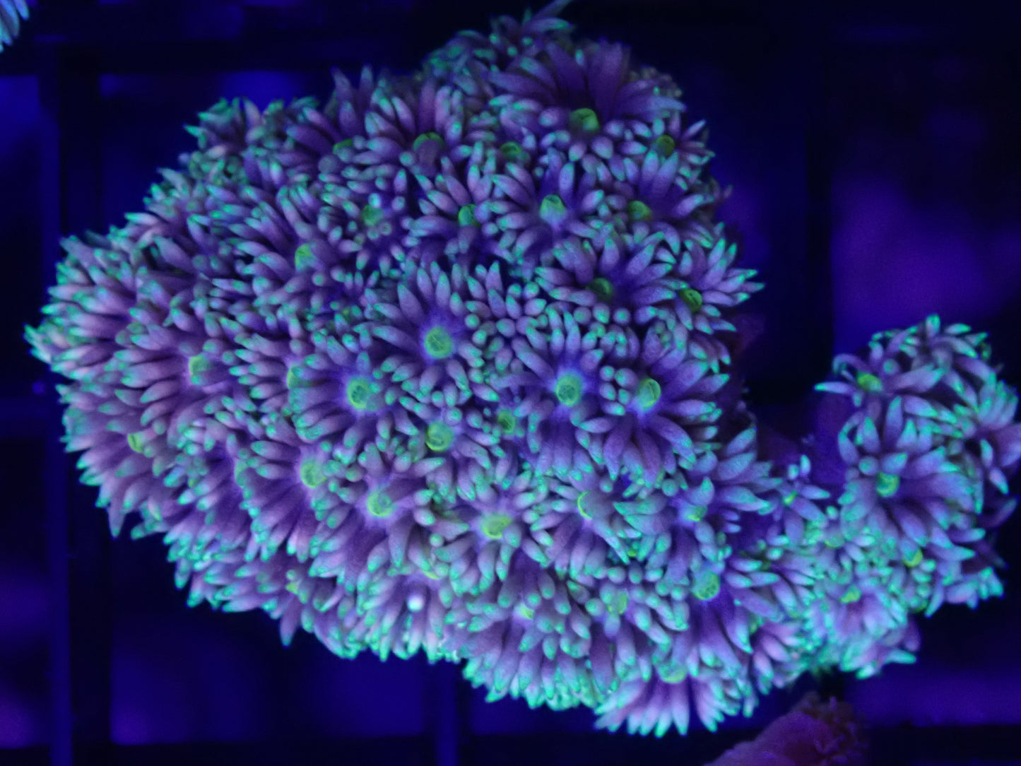WYSI WA Goni