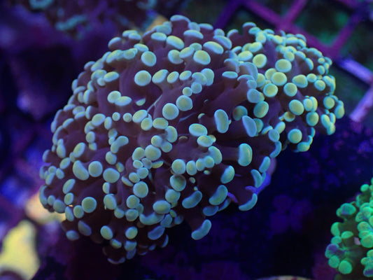 Dual Head Gold Frogspawn WYSI