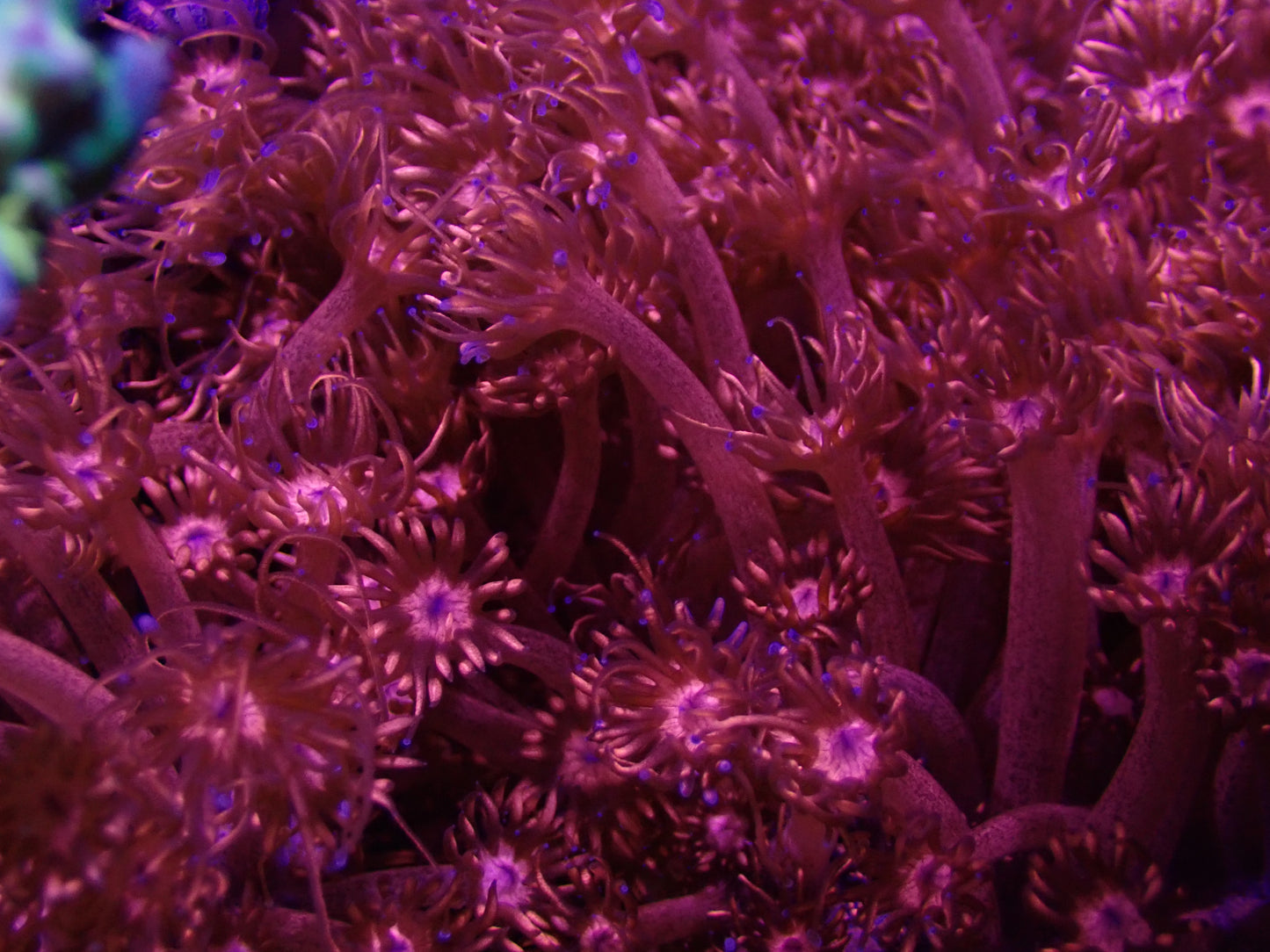 ULTRA Red Goni (A Grade Glitter!)