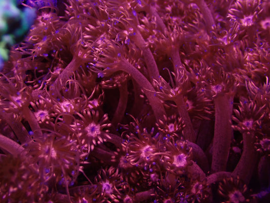 ULTRA Red Goni (A Grade Glitter!)