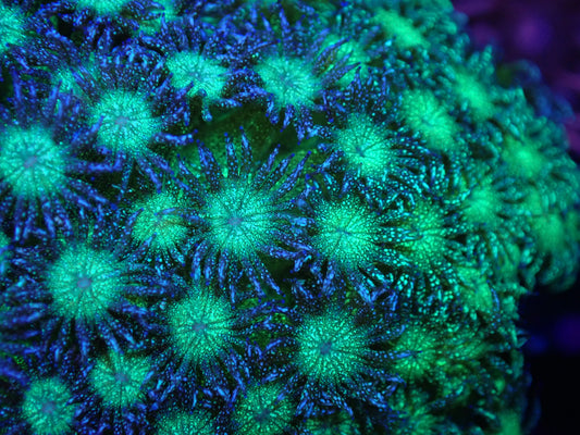 Grafted OG Glitterbomb / Toxic Glitter