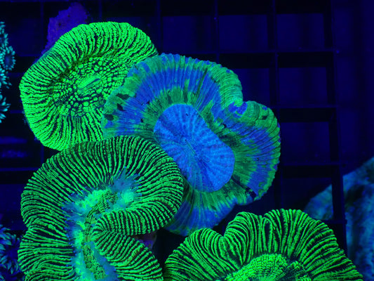 Blue Ring Trachy